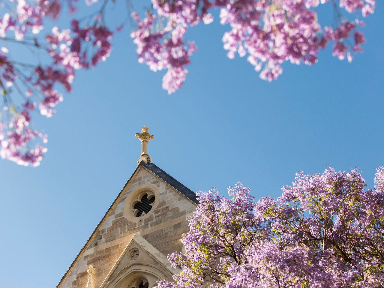 North Terrace campus jacarandas in spring