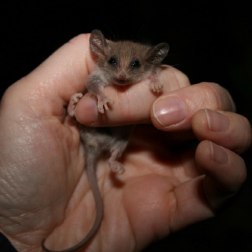 Little Pygmy Possum in the palm of a man's hand