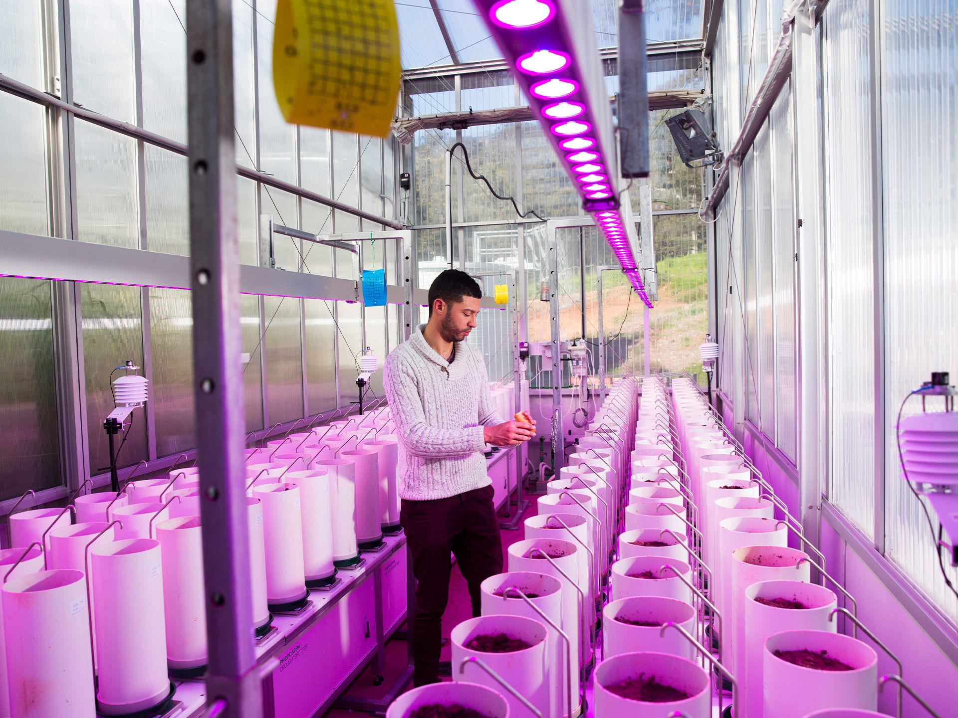 Agriculture crop image