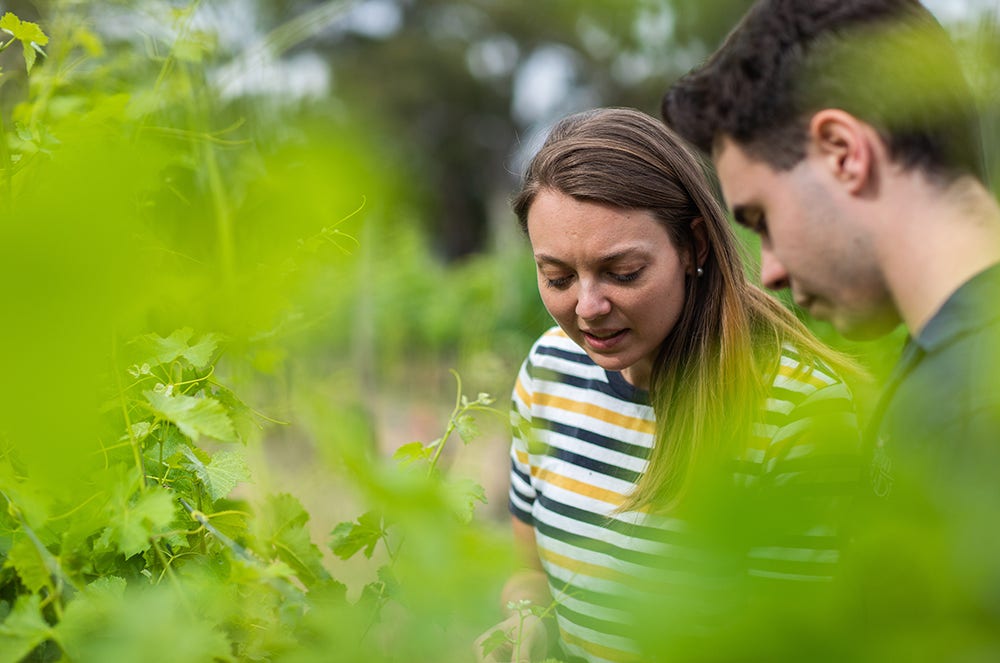 Study Master of Viticulture and Oenology at Adelaide University