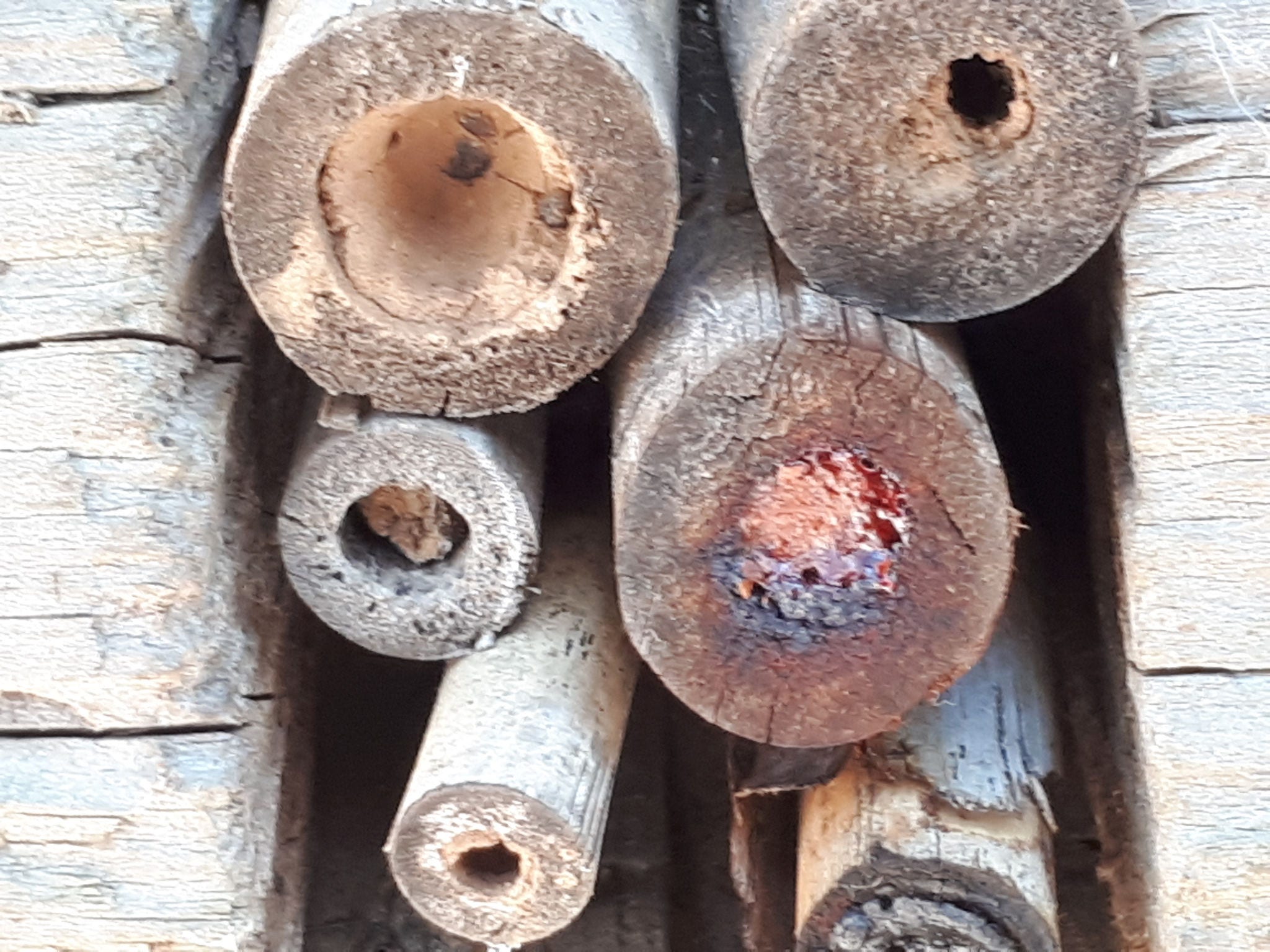 native bee hotel