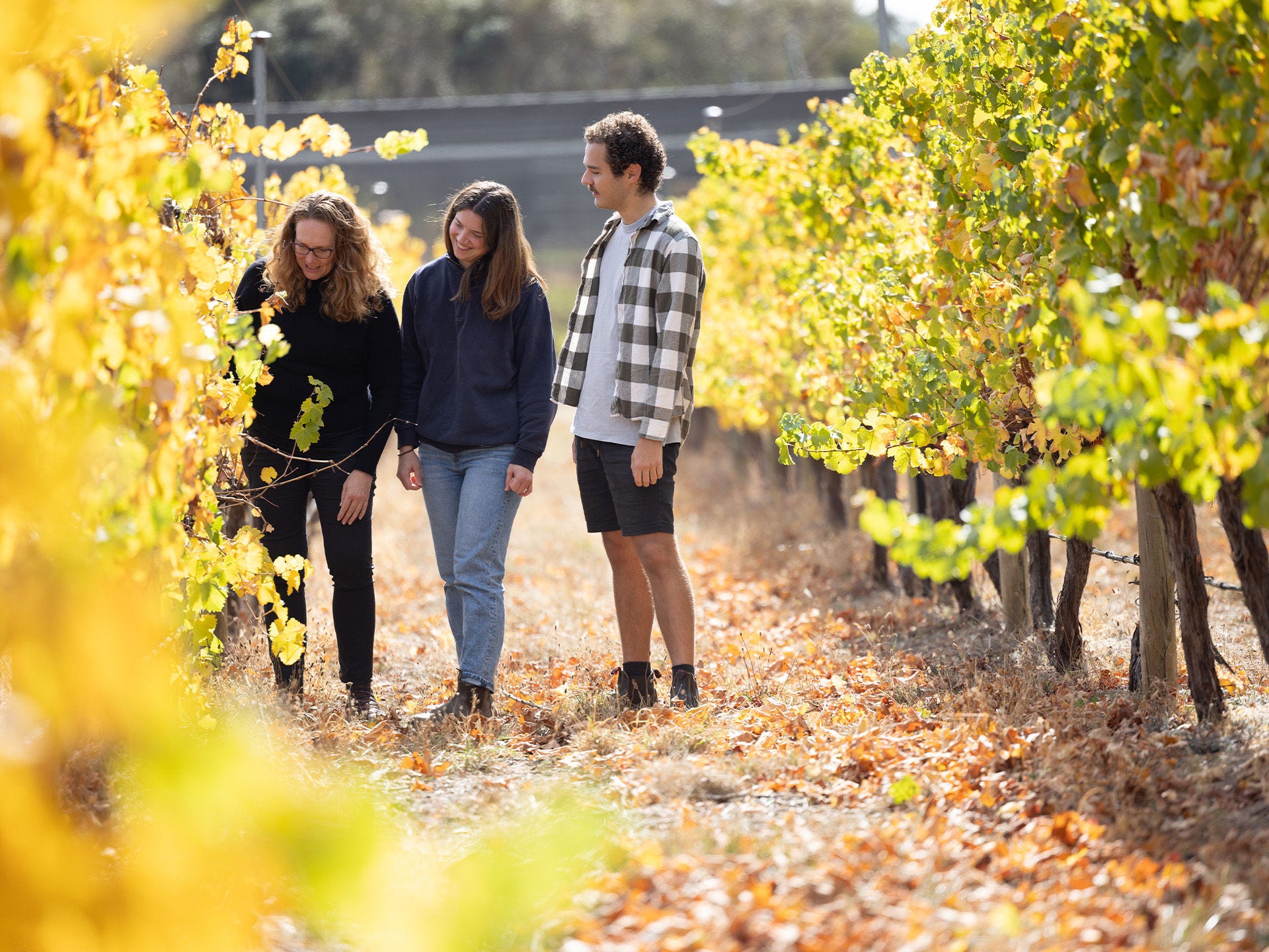 people in a vineyard