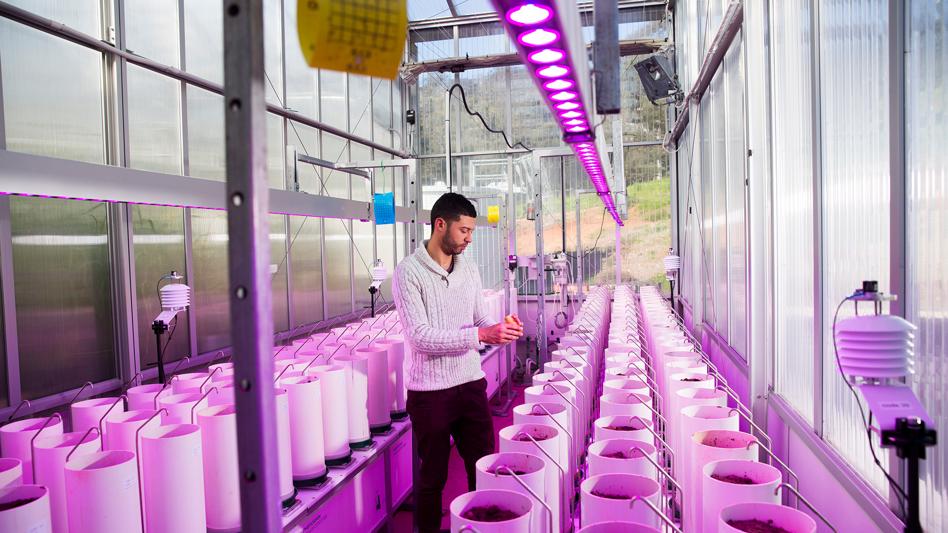 Agriculture crop image