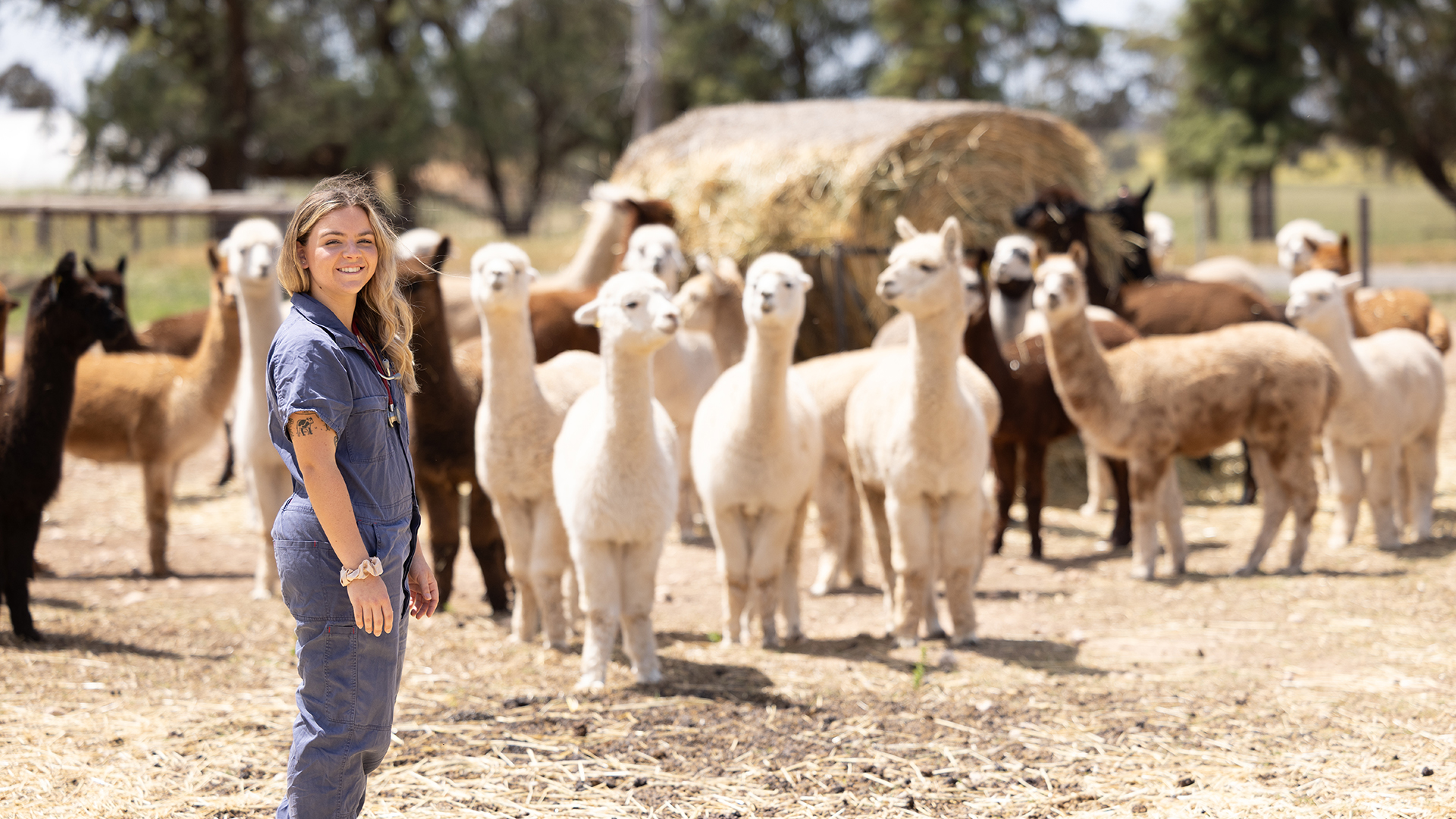 a vetinary student with a heard of alpaca