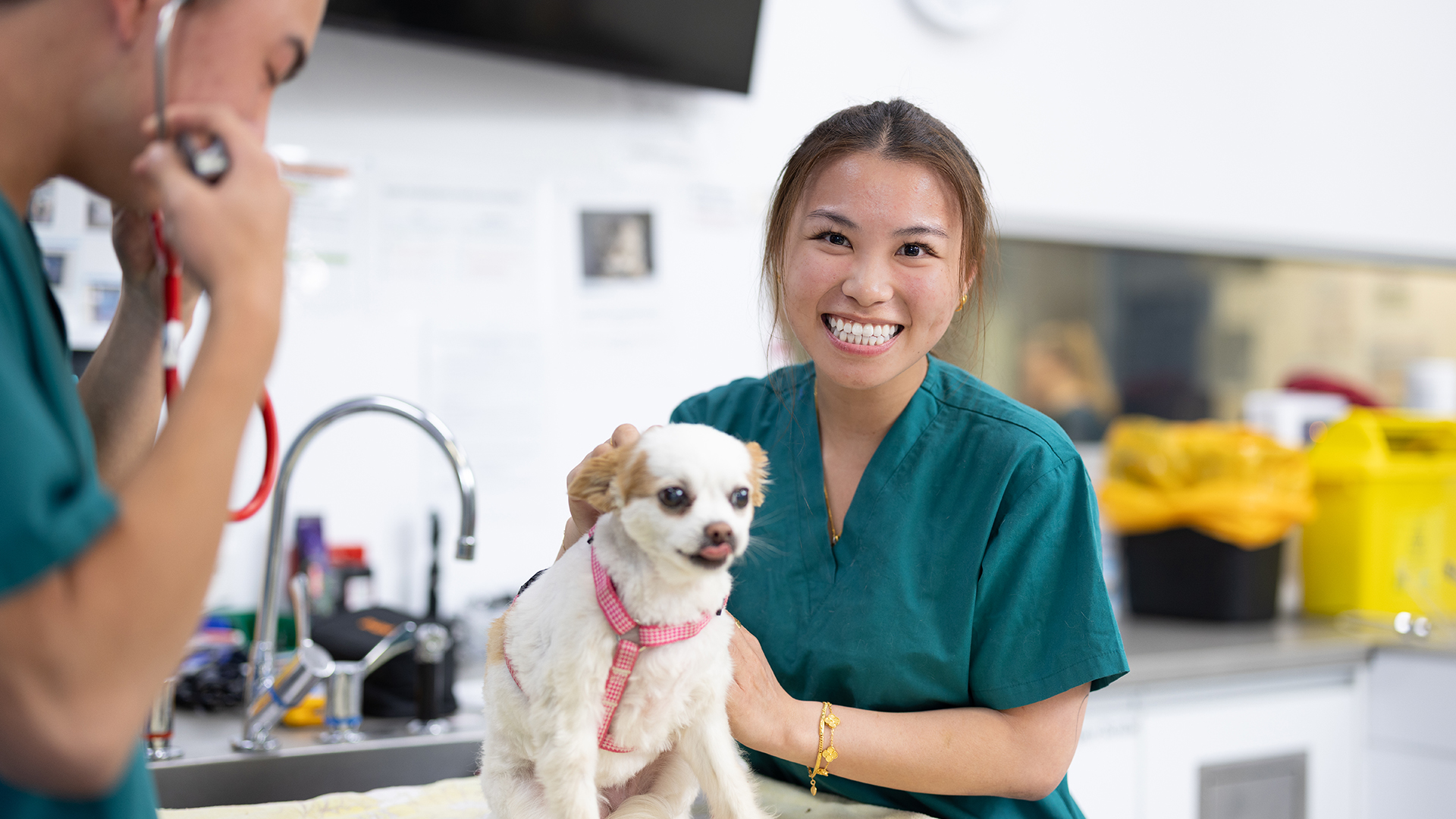 a vetinary student with a cat