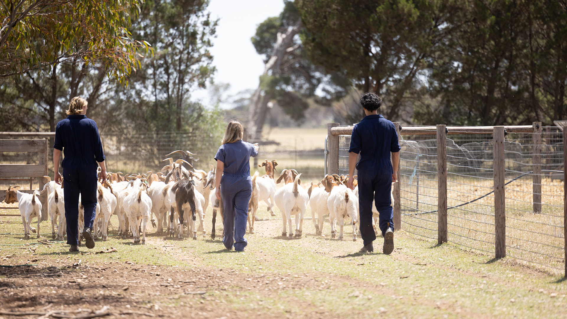 Students working with livestock