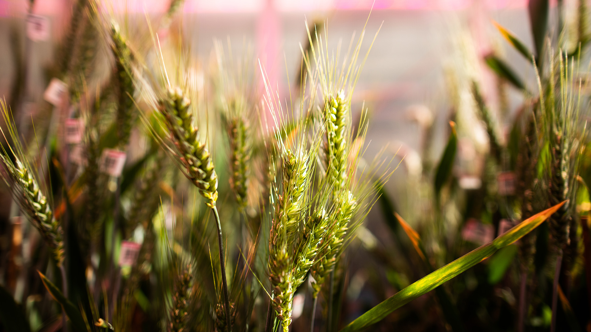 Agriculture crop wheat image