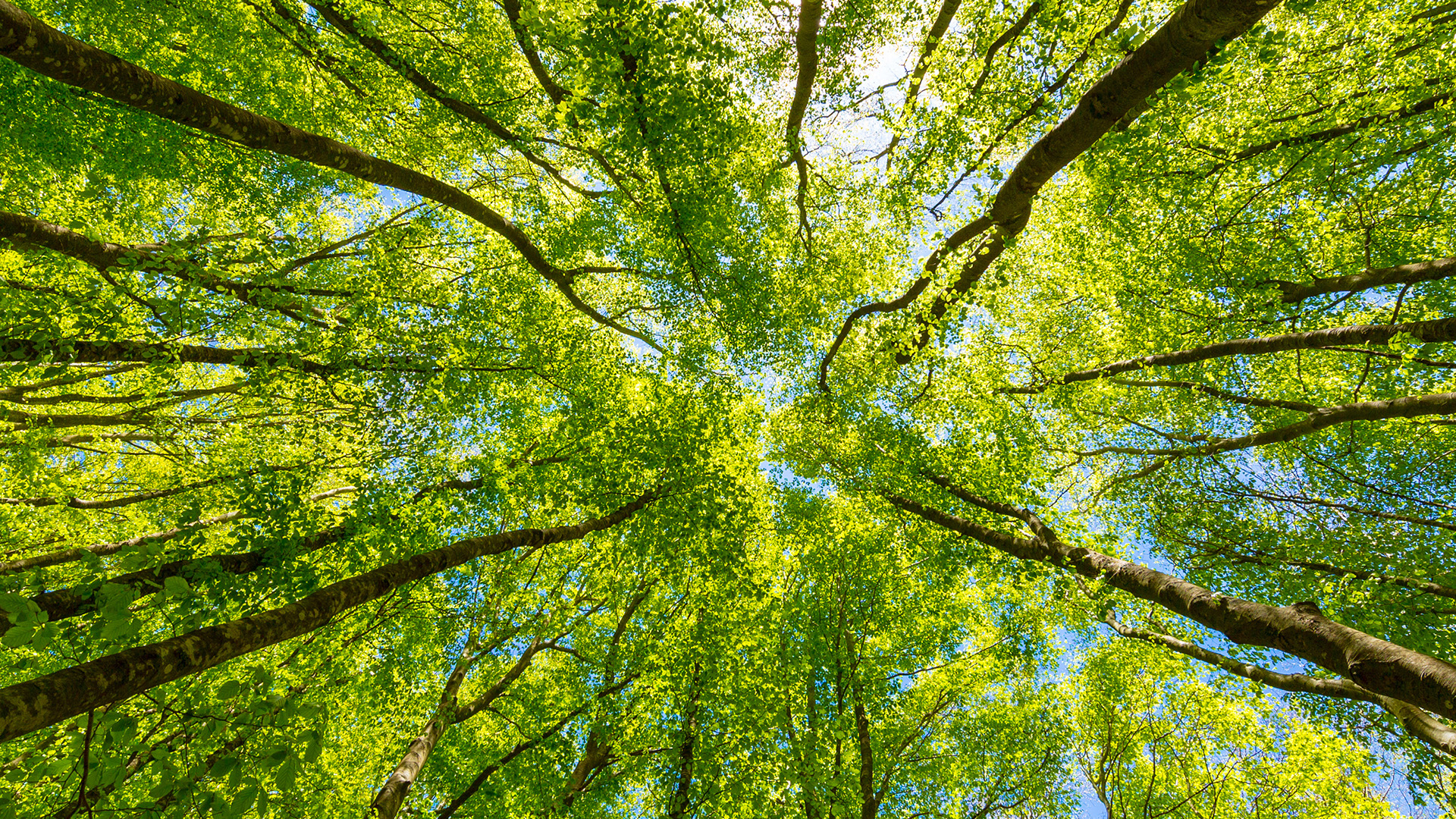 Tree canopy image