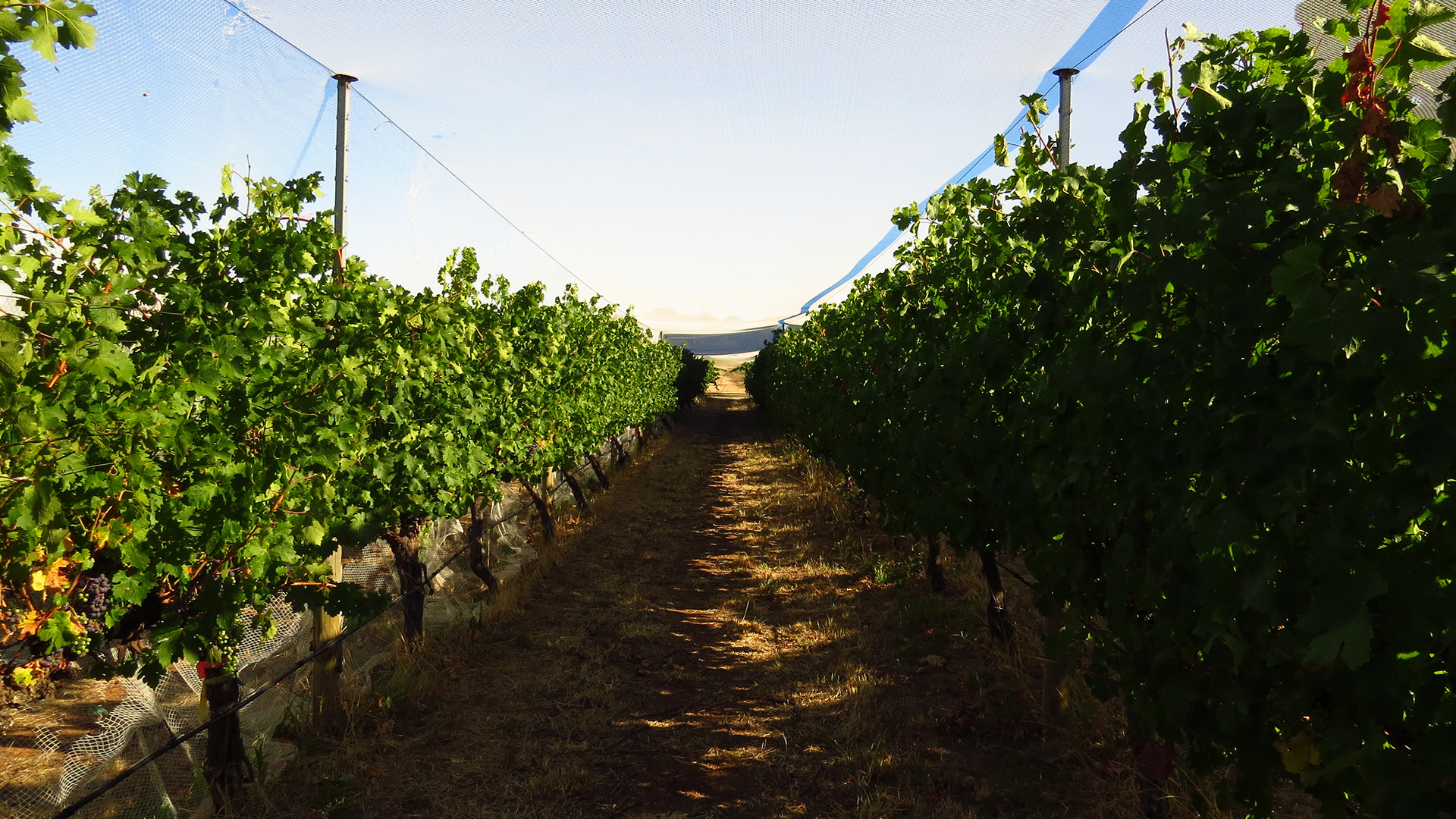 Agriculture farm image