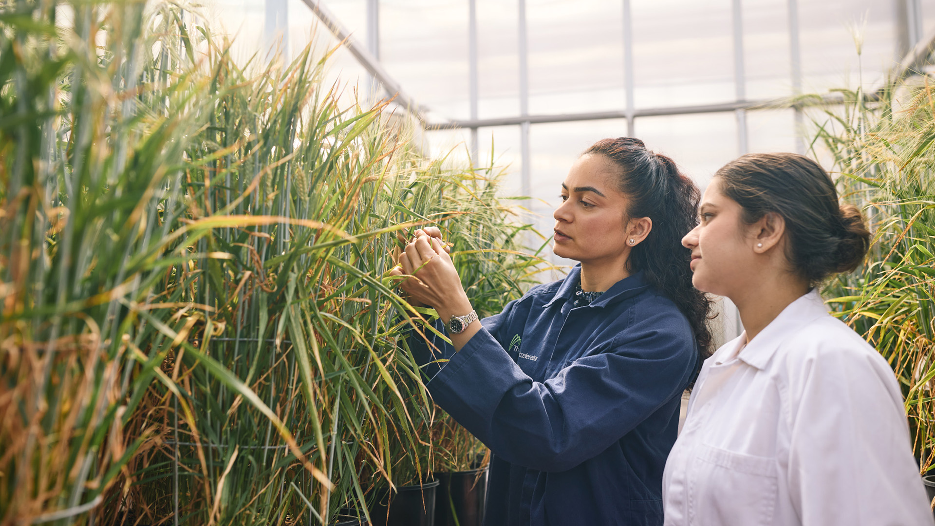 Adelaide University researchers in an agriculture lab
