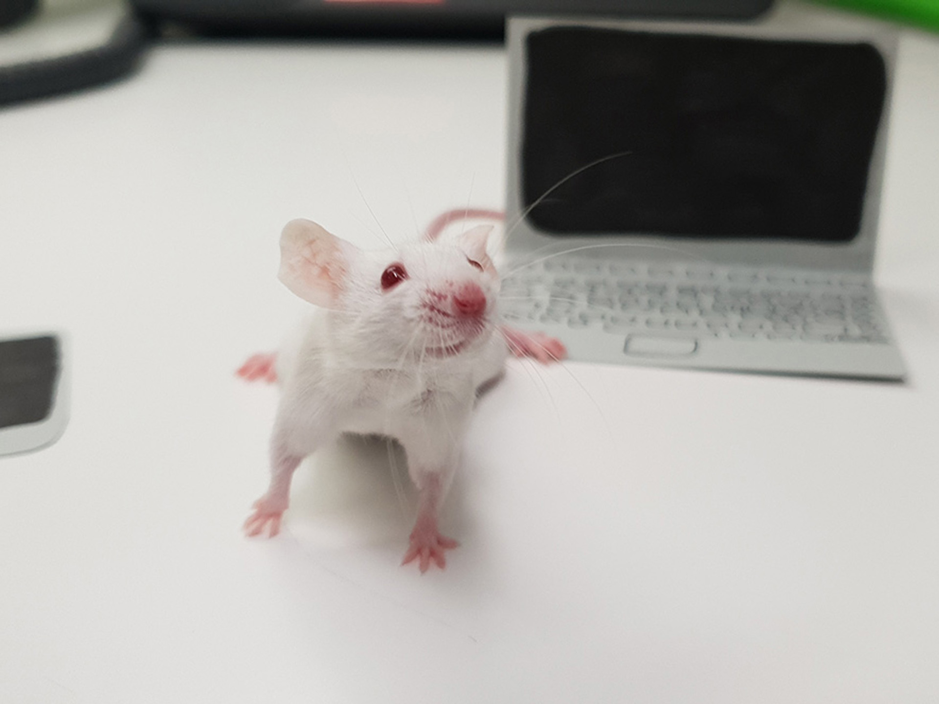 Mouse with laptop