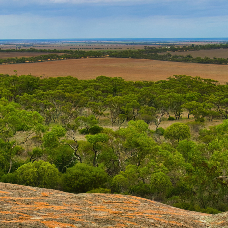 Rural landscape in the north of South Australia