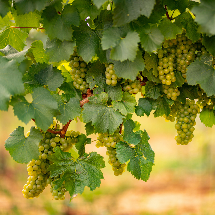 A disease distribution map of a 25-hectare vineyard at Serafino Wines.