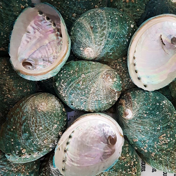Abalone shell