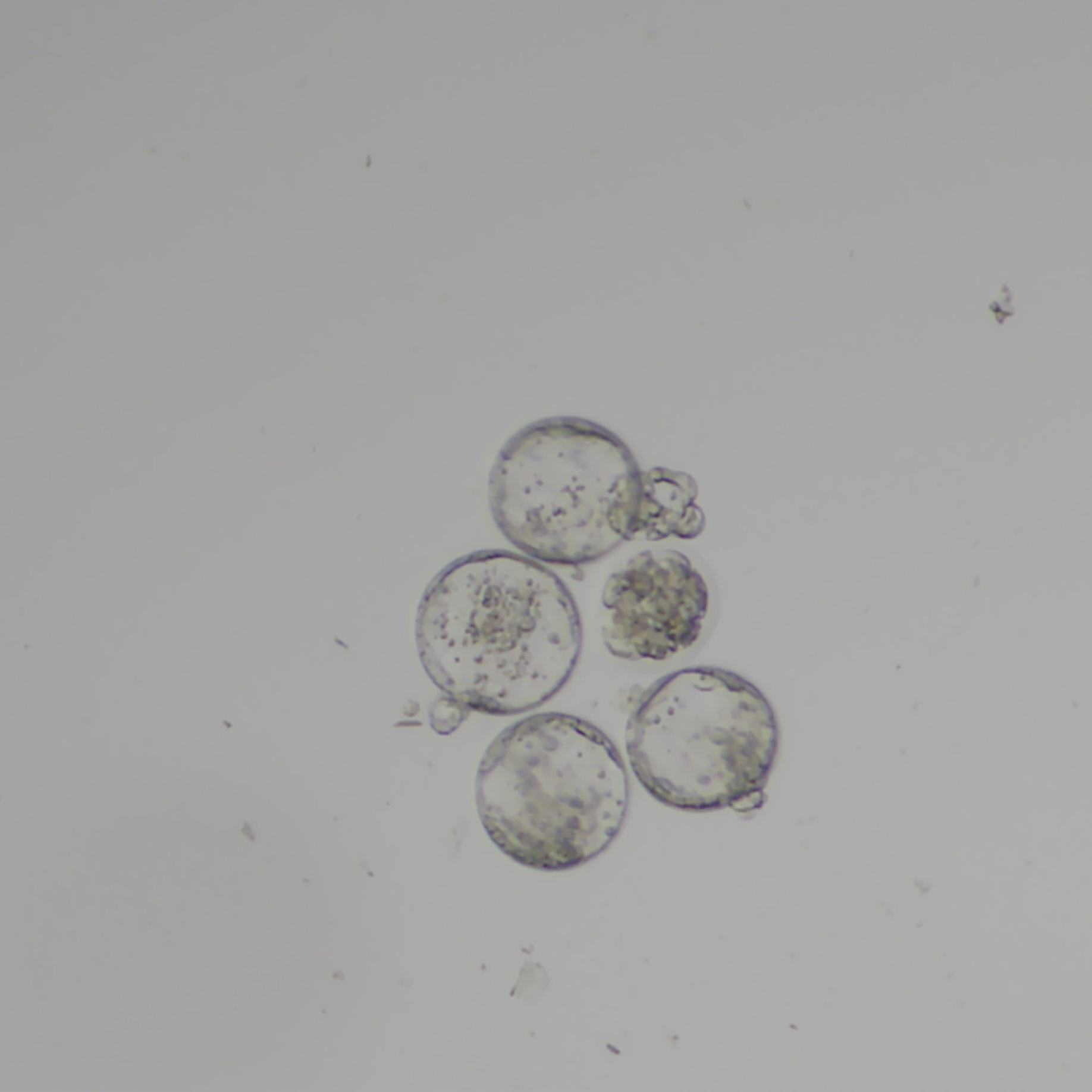 Photo of an embryo under the microscope